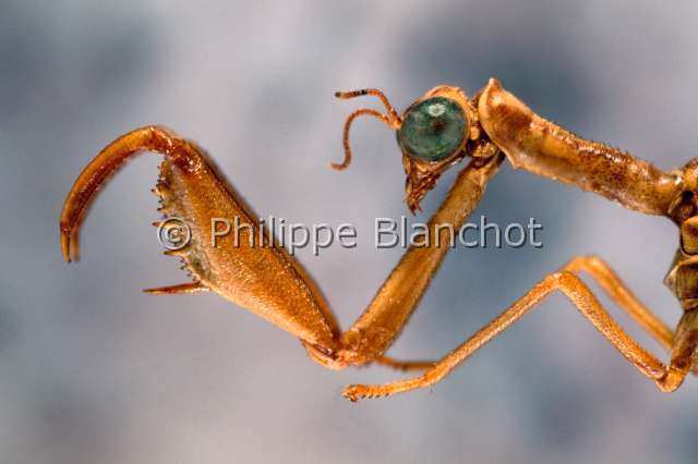 Mantispa styriaca.JPG - Mantispa styriaca (Portrait), Mantispe commun ou Mantispe de Styrie, Mantidfly, Neuroptera, Mantispidae, France